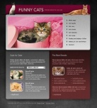 Finding And Buying A Kitten