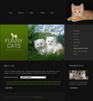 Finding And Buying A Kitten